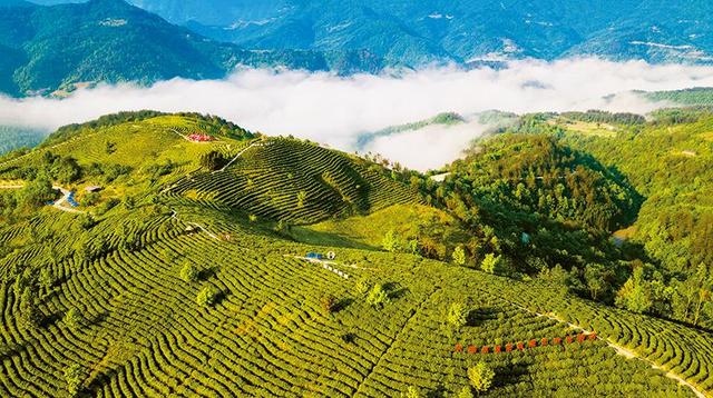 中(zhōng)國高标準林下(xià)多花黃精種植示範基地簡介